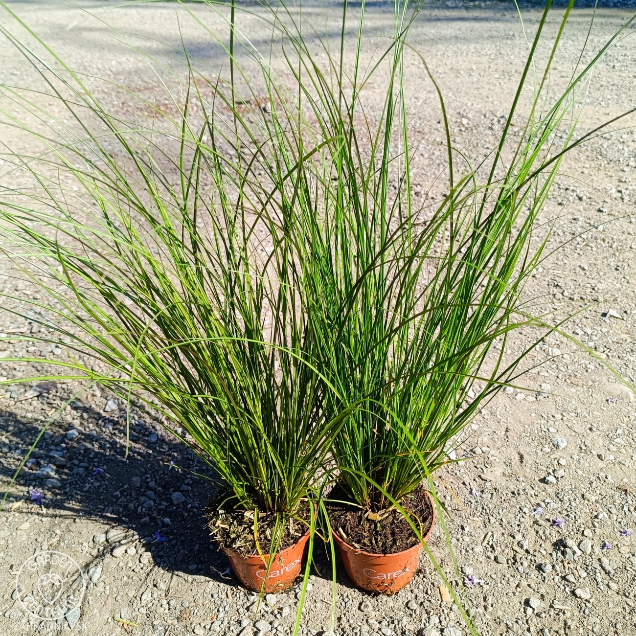 Obrázok Ostrica Howardova (Carex howardii) ‘PHOENIX GREEN’- kont. P11